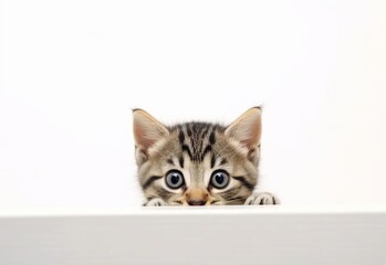 Adorable Manx Kitten Peeking Out from Behind White Table with Copy Space, Isolated on White Background. Generative AI.