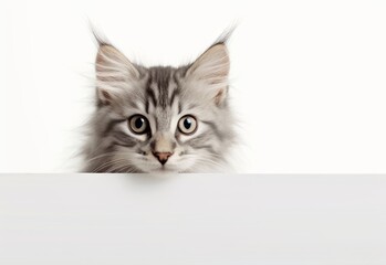 Adorable Norwegian Forest Cat Kitten Peeking Out from Behind White Table with Copy Space, Isolated on White Background. Generative AI.