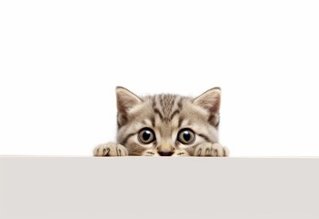 Adorable Scottish Fold-Siamese Kitten Peeking Out from Behind White Table with Copy Space, Isolated on White Background. Generative AI.