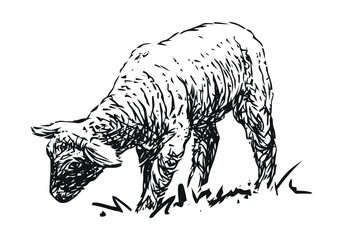 lamb - farm animal, hand drawn illustration