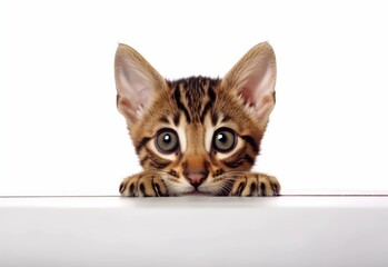 Adorable Toyger Kitten Peeking Out from Behind White Table with Copy Space, Isolated on White Background. Generative AI.