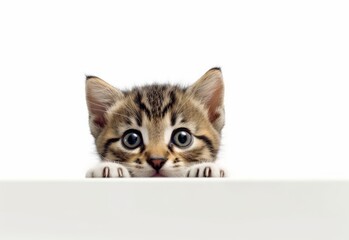 Adorable Thai Kitten Peeking Out from Behind White Table with Copy Space, Isolated on White Background. Generative AI.