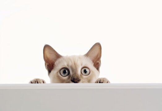 Adorable Tonkinese-Balinese Kitten Peeking Out from Behind White Table with Copy Space, Isolated on White Background. Generative AI.