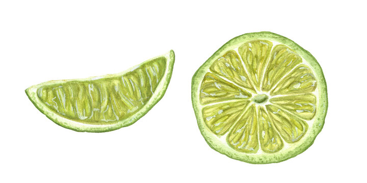 Fresh Lime slices isolated on transparent background. As ingredient for classic mocktail and pie decoration. Watercolor illustration of ripe Citrus fruit for menu, cocktail party, flyer, greetings.