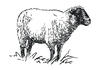 sheep - farm animal, hand drawn illustration
