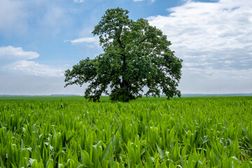 Oak tree with Corn field