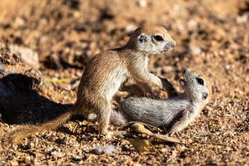 Naklejka na ściany i meble Juvenile round-tailed ground squirrels, Xerospermophilus tereticaudus, playing, fighting and roughhousing in the Sonoran Desert. Pima County, Tucson, Arizona, USA.