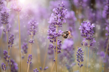 Lavender and bee