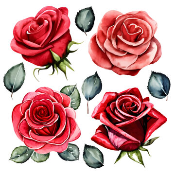 set of red watercolor roses isolated on white background, vector