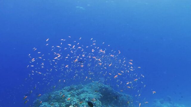 Giant trevally is hunting school of bicolor anthias fish over tropical corals in reef of Maldives island