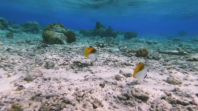 Threadfin Butterflyfish couple is swimming and hunting over dead corals at the edge of an island in the Maldives in wide-angle video mode