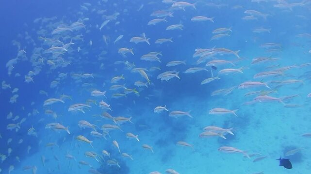 school of yellowfin goatfish swimming over tropical coral in coral garden in reef of Maldives island in wide angle video camera mode