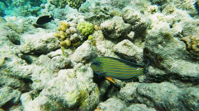 Blue banded surgeonfish is swimming and hunting over tropical coral at a coral garden in reef of Maldives island in wide angle video camera mode