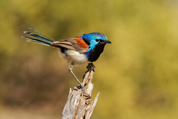 Purple-backed Fairywren - Malurus assimilis bird native to Australia, brightly coloured breeding male has chestnut shoulders and azure crown and females and juveniles have grey-brown plumage