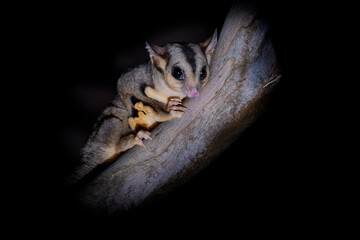 Squirrel Glider - Petaurus norfolcensis nocturnal gliding possum, wrist-winged gliders of the genus Petaurus, cute hairy animal pet in the night, sitting on the tree in Australia