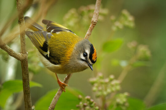 Madeira firecrest or kinglet or Madeiracrest (Regulus madeirensis) very small passerine bird endemic to the island of Madeira, originally was classified as a subspecies of Common firecrest