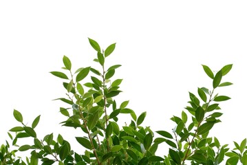 Tropical tree with leaves branches on white isolated background for green foliage backdrop 