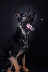 German Shepherd dog catching treat