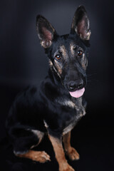 Cute German Shepherd Dog tongue out