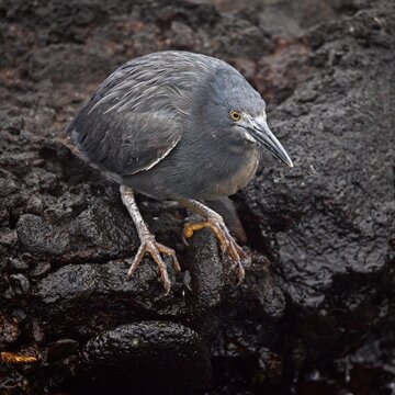Lava Heron 