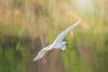 Snowy white egret soars over a marsh with surrounding trees reflecting in the water