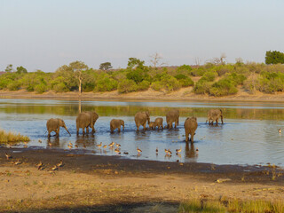 Landscape in Chobe National Park on Sedudu Island with elephants in the water in Namibia Africa