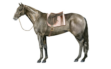 Watercolor illustration of a standing English Thoroughbred bay horse under a brown saddle wearing a brown halter. Isolated. For prints on the theme of riding, equestrian sports, horse racing © dakora