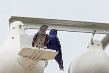 The purple martin (Progne subis), a couple of birds, male and female  sitting on edge of nest box - Powered by Adobe