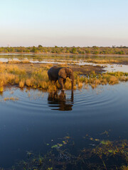 Landscape in Chobe National Park on Sedudu Island with elephants in the water in Namibia Africa