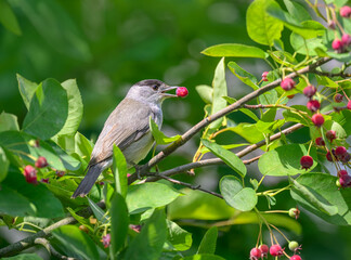 An Eurasian blackcap, Sylvia atricapilla, adult male eating a red berry from a shadbush, Amelanchier, a top bird attracting plant, Germany in early summer  - obrazy, fototapety, plakaty