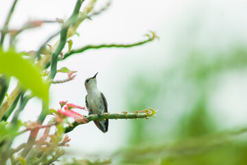 ave colibrí pequeño posado en rama de planta verde © Pablo