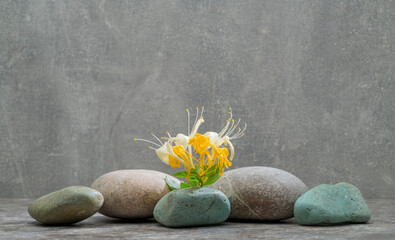 still life with stones and honeysuckle flower.minimalistic spa still life with zen stones and flowers for product presentation podium background.