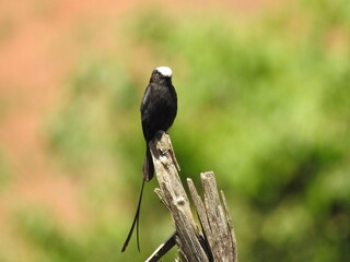 Viuvinha (Colonia colonus)