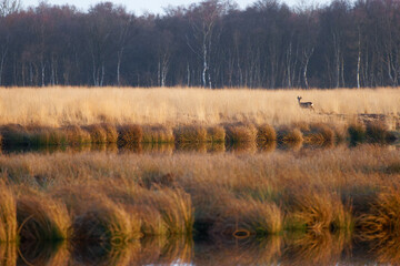Reebok in the brown grass