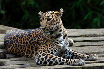 Fototapeta na wymiar Javan leopard rest in a pile of woods
