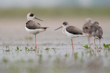 Flocks of Black winged stilt bird, birds of bangladesh migratory birds from baikka beel, Moulvibazar, Bangladesh
