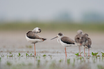 Bathing of Black winged stilt bird, birds of bangladesh migratory birds from baikka beel, Moulvibazar, Bangladesh