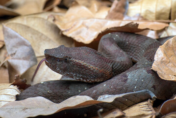 Flat nose pit viper hiding inside a leaves