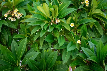 Foto auf Glas Green background of a plumeria bush with flowers. Full background of leaves and frangipani flowers © Mirador