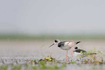 Flocks of Black winged stilt bird, birds of bangladesh migratory birds from baikka beel, Moulvibazar, Bangladesh
