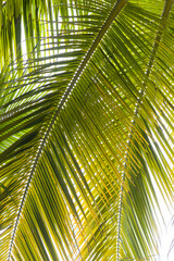 Obraz na płótnie Canvas árbol de palma verde tropical