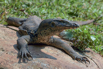 Big monitor lizard walking on a grass