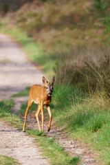 Young roebuck walking on a hiking trail along the forest