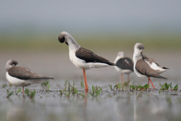Bathing of Black winged stilt bird, birds of bangladesh migratory birds from baikka beel, Moulvibazar, Bangladesh