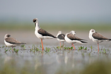 The black-winged stilt is a widely-distributed, very long-legged wader in the avocet and stilt family Recurvirostridae - obrazy, fototapety, plakaty