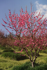 Pink peach blossom background. Fresh nature background on spring sunny day with copy space. Freshness, art, inspiration, beauty concept.