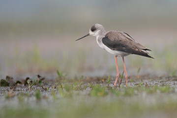 The black-winged stilt is a widely-distributed, very long-legged wader in the avocet and stilt family Recurvirostridae