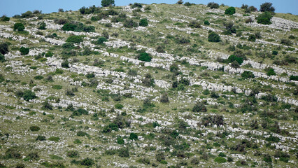 green landscape on the kornati islands