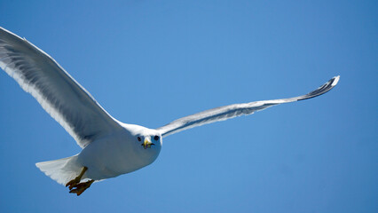 flying seagull in the blue sky