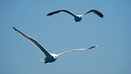 flying seagull in the blue sky